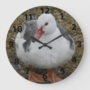 Den Muscovy ankan tar tid på Stor Klocka