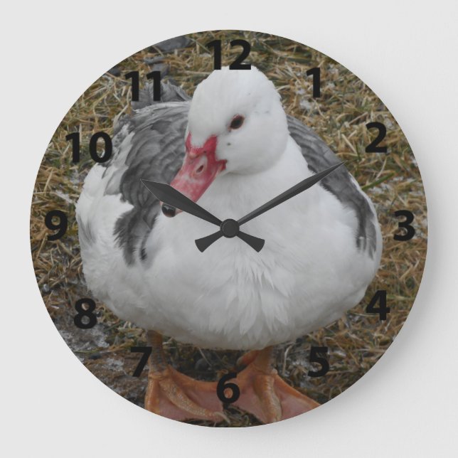Den Muscovy ankan tar tid på Stor Klocka (Framsida)