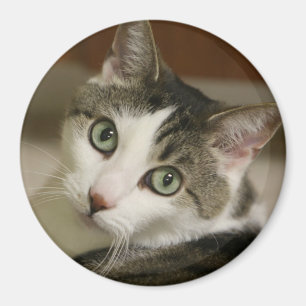 Den mycket minsta tigern knäppas magnet