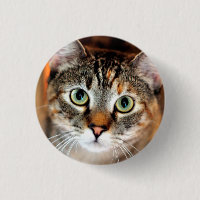 Den nätt kattungen knäppas