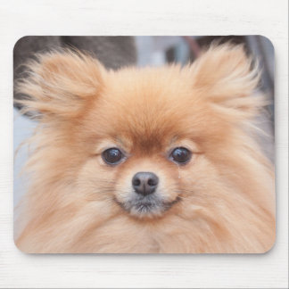 Den nätt Pomeranian musen vadderar Musmatta