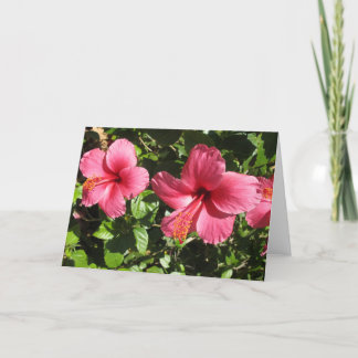 Den nätt rosa hibiskusen blommar hälsningkortet kort
