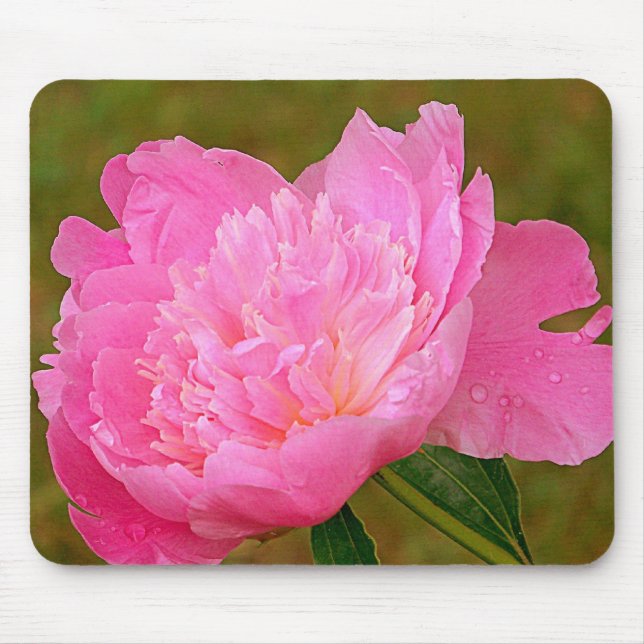 Den nätt rosa pionmusen vadderar musmatta (Framsidan)