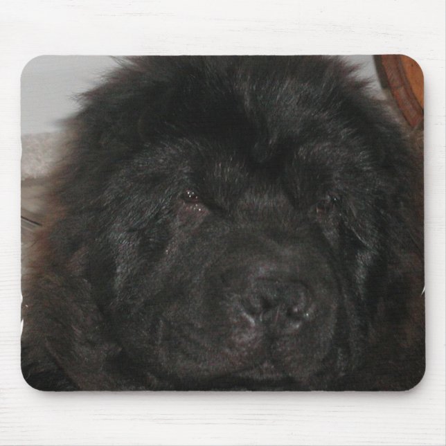 Den Newfoundland hundmusen vadderar Musmatta (Framsidan)