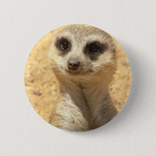 Den nyfikna Meerkat rundan klämmer fast Knapp