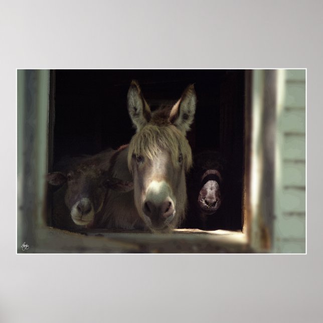 Den Nyfikna trion Poster (Framsidan)