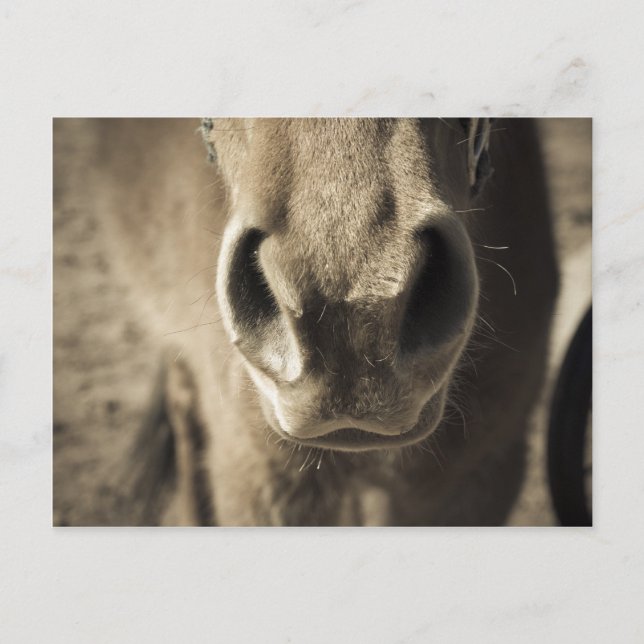 Den oerhörda ätliga Herr Ed Vykort (Framsida)