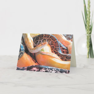 Den of Snakes Greeting Card Kort