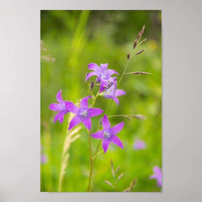 Den ömtåliga lila blommor i fält poster (Framsidan)