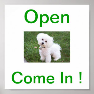 Den öppna Bichon Frise hunden undertecknar Poster