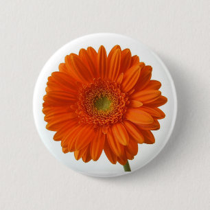 Den orange daisyn knäppas knapp