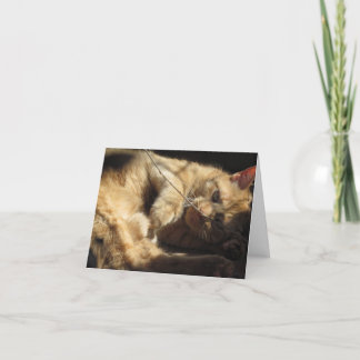 Den orange katten i solskenet noterar kort