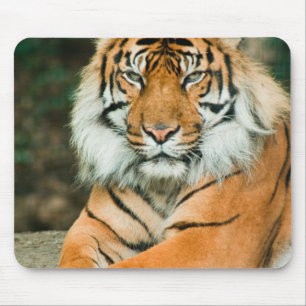 Den orange tigermusen vadderar musmatta