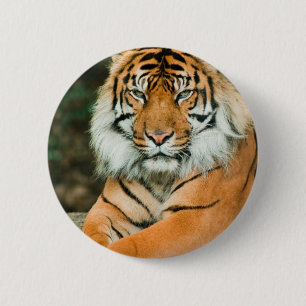 Den orange tigern knäppas knapp