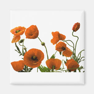 Den orange vallmon blommar vattenfärgblommönster magnet