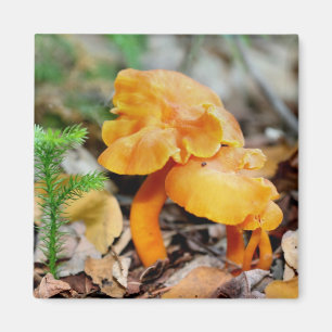 Den orange vilden plocka svamp magnet