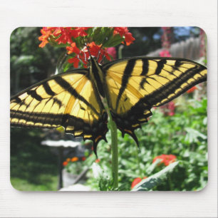 Den östliga musen för den tigerSwallowtail Musmatta