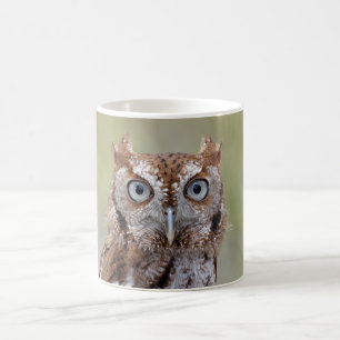 Den östliga Screechugglan fotograferar Kaffemugg