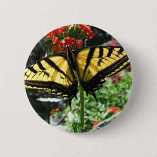 Den östliga tigerSwallowtail fjärilen klämmer f Knapp