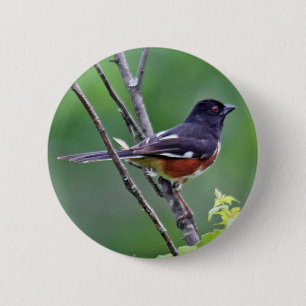 Den östliga towheen knäppas knapp