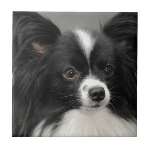 Den Papillon hunden belägger med tegel Kakelplatta