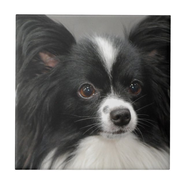 Den Papillon hunden belägger med tegel Kakelplatta (Framsidan)