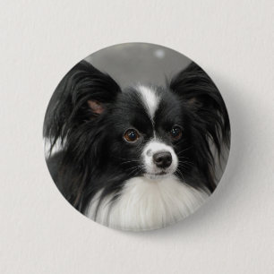 Den Papillon hunden knäppas Knapp