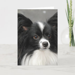 Den Papillon hunden noterar kortet Kort