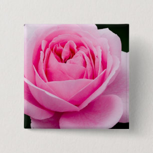 Den pastellfärgade rosa ros klämmer fast knapp