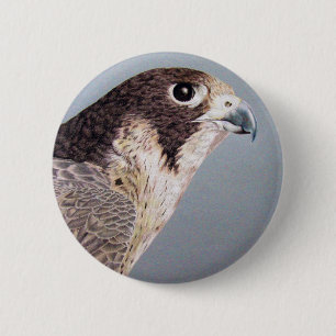 Den Peregrine falken knäppas Knapp
