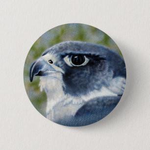 Den Peregrine falken knäppas Knapp