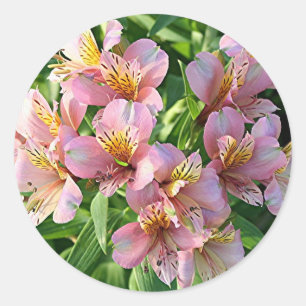 Den peruanska liljan (alstroemeria) blommar i blom runt klistermärke