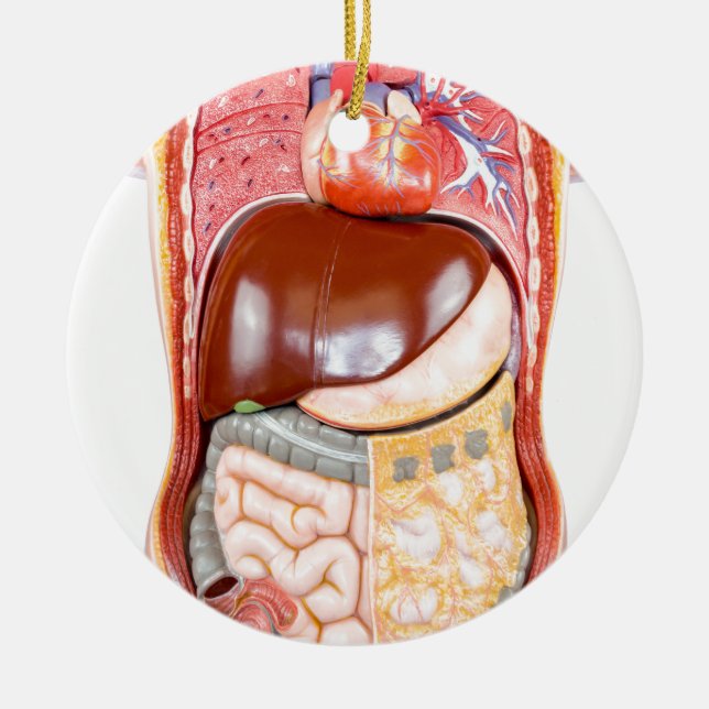 Den plast- människatorsoen modellerar med organ på julgransprydnad keramik (Framsidan)