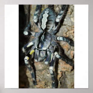 Den Poecilotheria regalisi sin helhet beskådar Poster