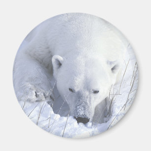Den polara björnen ta sig en tupplur magnet