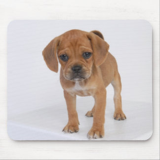 Den Puggle valpen vadderar Musmatta