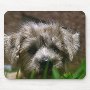 Den Pupppy musen vadderar Musmatta