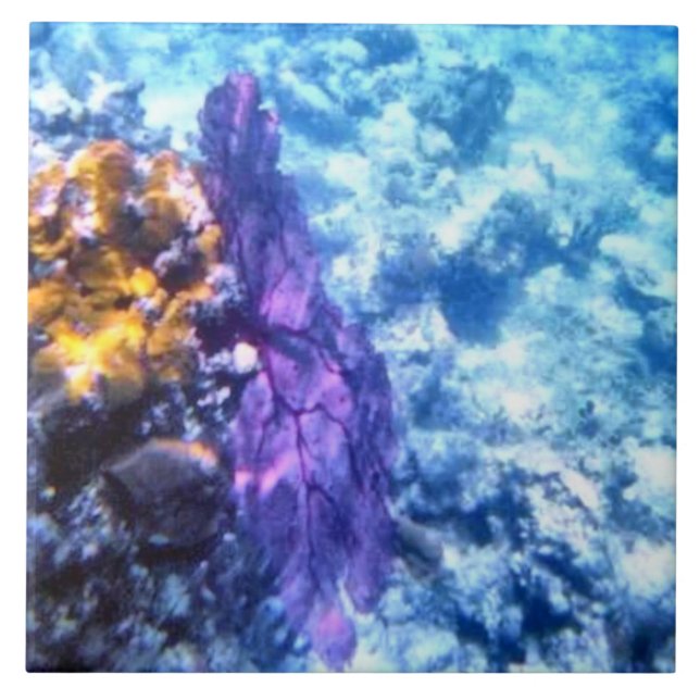 Den purpurfärgade havsfläkten belägger med tegel kakelplatta (Framsidan)