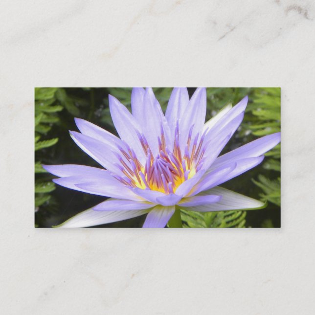 Den purpurfärgade lotusblomman visitkort (Framsida)