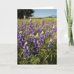 Den purpurfärgade lupinen blommar kortet kort