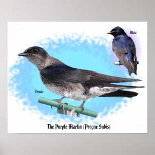 Den purpurfärgade Martinen Poster