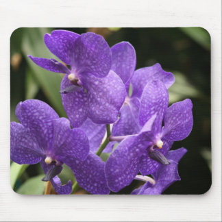 Den purpurfärgade Orchidmusen vadderar Musmatta
