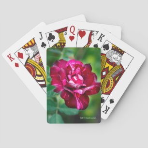 Den purpurfärgade tigern steg casinokort