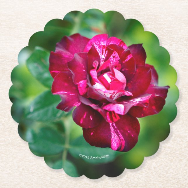 Den purpurfärgade tigern steg underlägg papper (Framsida)