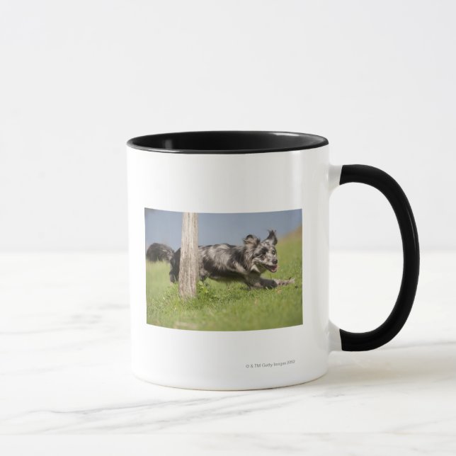 Den Pyrenean herden går rundan polen Mugg (Höger)