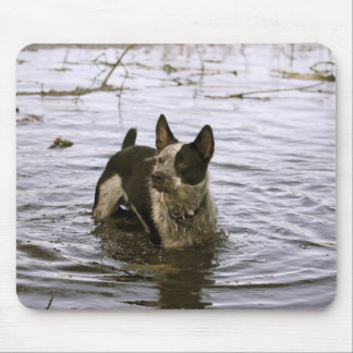 Den Queensland Heeler hundmusen vadderar Musmatta