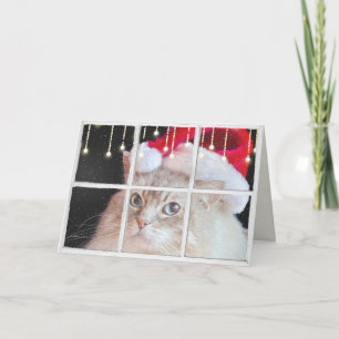 Den Ragdoll katten i vinterfönster med jul tänder Kort