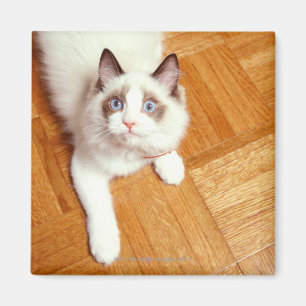 Den Ragdoll katten på golv som är högstämt Magnet