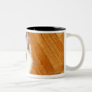 Den Ragdoll katten på golv som är högstämt Två-Tonad Mugg