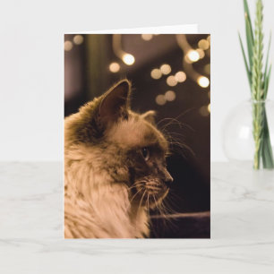 Den Ragdoll katten tänder kortet Helgkort